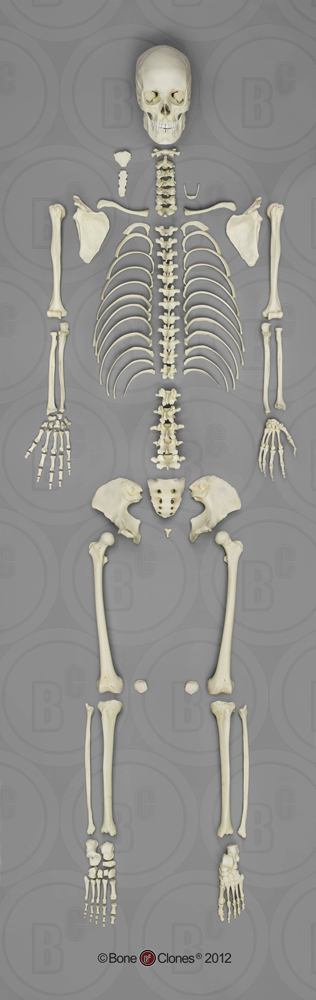 Human Female Asian Hyoid - Bone Clones, Inc. - Osteological Reproductions