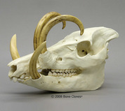 Warthog & Babirusa Skulls