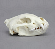 Miscellaneous Mammal Skulls