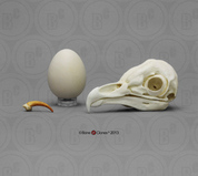 Birds, Eggs, & Talons Sets