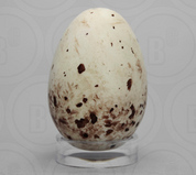 North American Bird Eggs