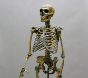 Fossil Hominid Skeletons