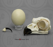 Bird Skull, Egg & Talon
