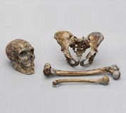 Fossil Hominid Sets