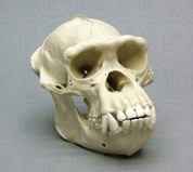 Non-Human Primate Skulls