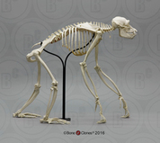 Non-Human Primate Skeletons