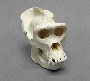 Non-Human Primate Skulls