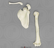 Non-Human Primate Pectoral Bone Sets