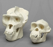 All Non-Human Primate Skulls