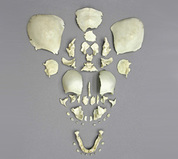 Disarticulated Skulls