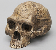 Fossil Hominin Crania
