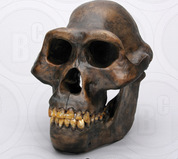 All Fossil Hominid Skulls