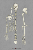 Disarticulated Human Female Half Skeleton