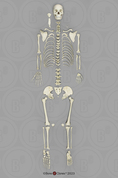 Human Female Asian Disarticulated Skeleton