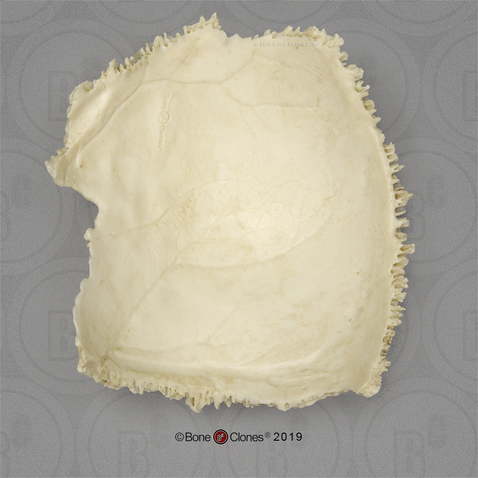 Human Parietal - left