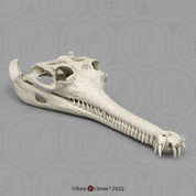 Gavial Skull