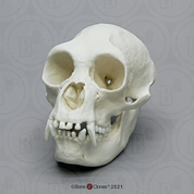 Female Siamang Skull