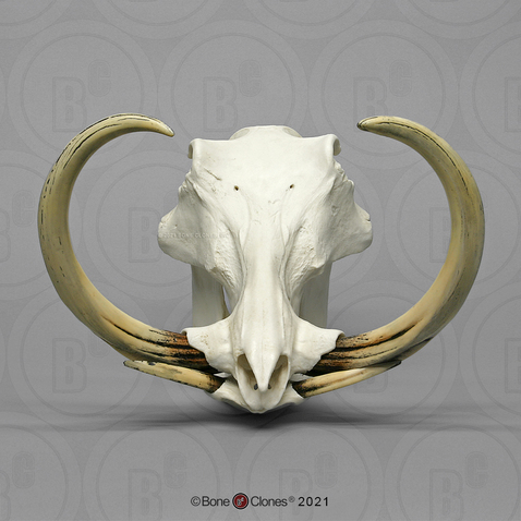 Warthog Skull and Tusks