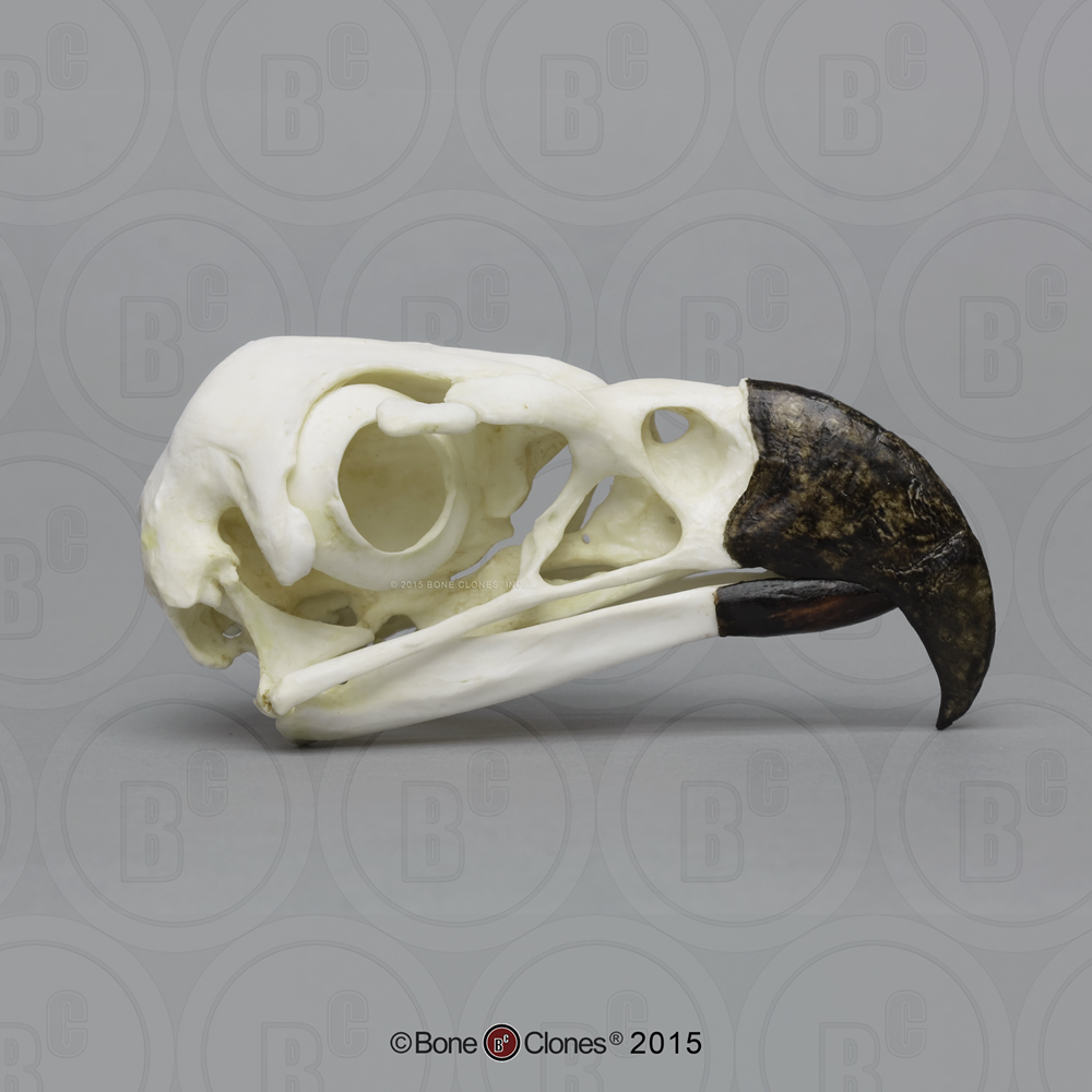 Harpy Eagle Skull - Bone Clones, Inc. - Osteological Reproductions