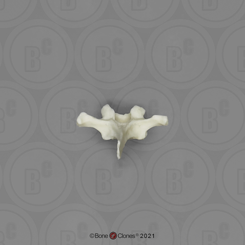 Mandrill Baboon Thoracic vertebra, Single