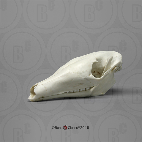 Aardvark Skull