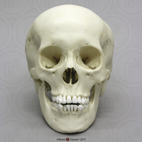 Human Adolescent Skull - Bone Clones, Inc. - Osteological Reproductions