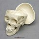 Human Adolescent Skull with Calvarium Cut