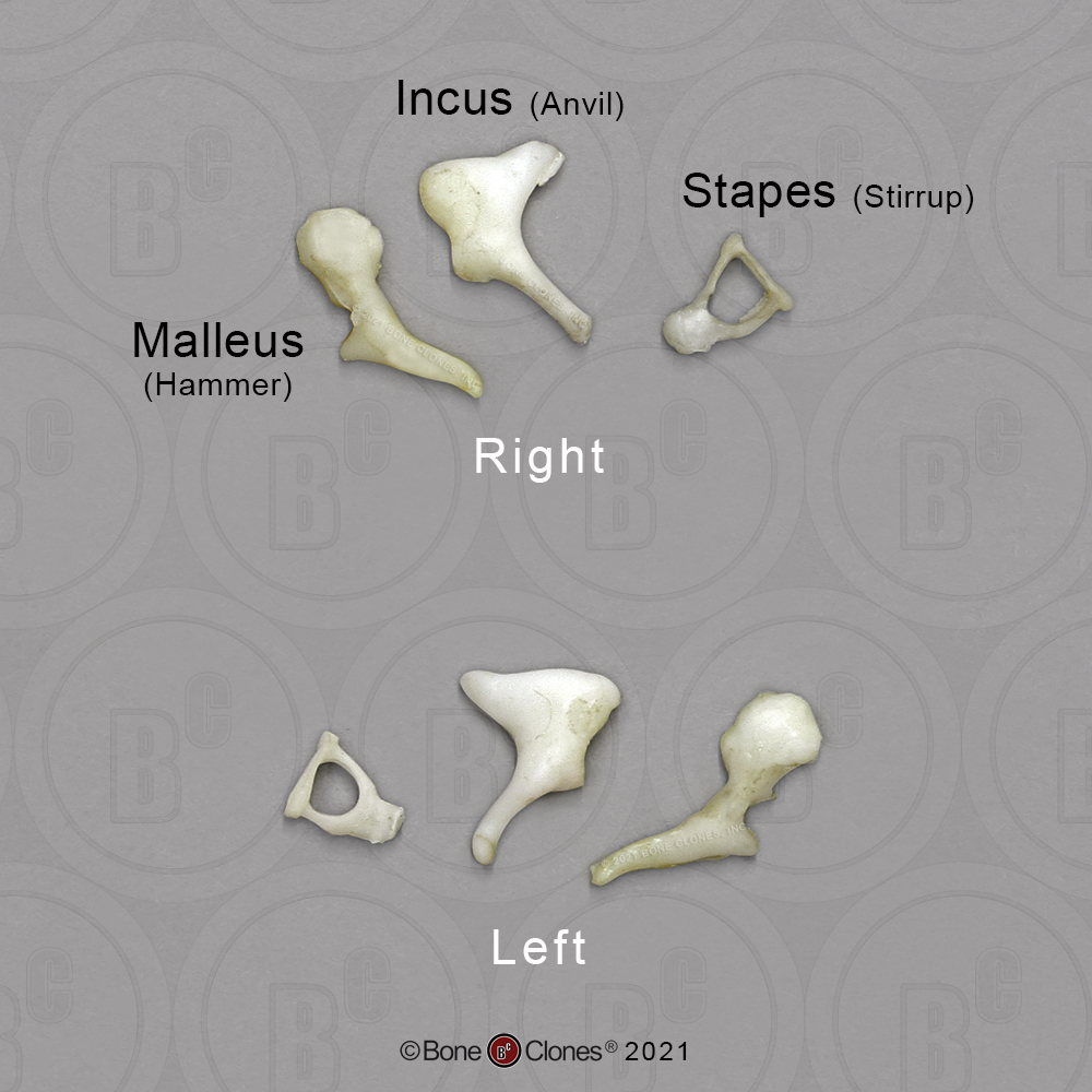nylon Hvad er der galt endnu engang Human Ossicles Set of 6 - Bone Clones, Inc. - Osteological Reproductions