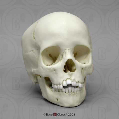 8-year-old Human Child Skull