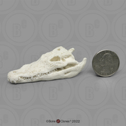 Saltwater Crocodile Skull 1:12 Scale