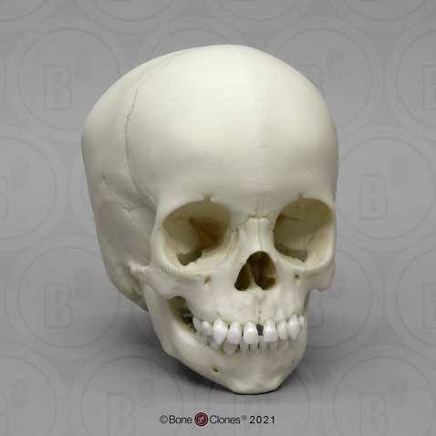 2-year-old Human Child Skull