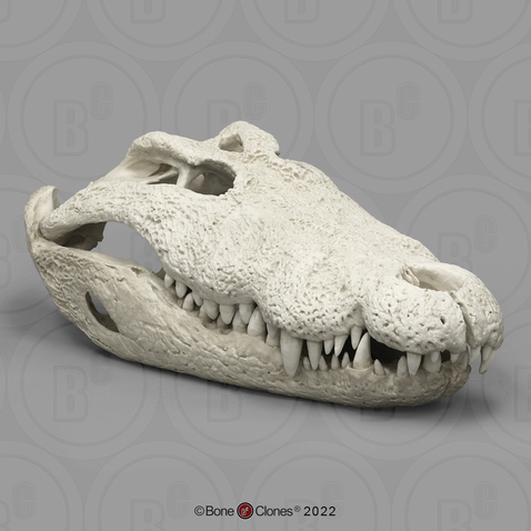 Nile Crocodile Skull 30"