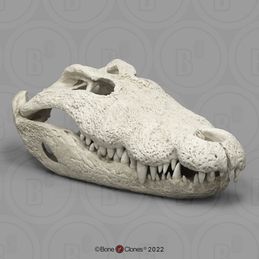 30 Inch Nile Crocodile Skull