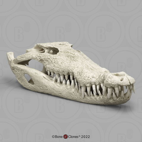 American Crocodile Skull