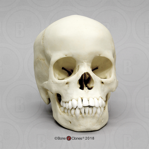 13-year-old Human Child Skull