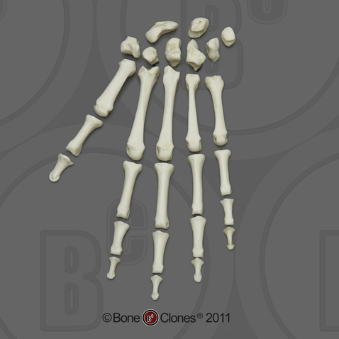 Human Adult Male Hand, Disarticulated