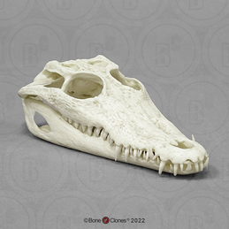 6 1/2 Inch Saltwater Crocodile Skull