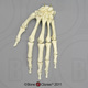 Human Male Asian Robust Hand, Articulated Rigid