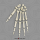 Human Male Asian Robust Hand, Disarticulated