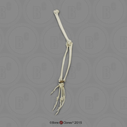 Bonobo Arm, Articulated w/ Articulated Rigid Hand (no Scapula)