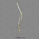 Bonobo Arm, Articulated w/ Articulated Rigid Hand (no Scapula)