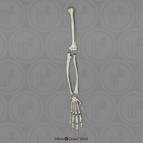 Bonobo Arm, Disarticulated w/ Disarticulated Hand (no Scapula)