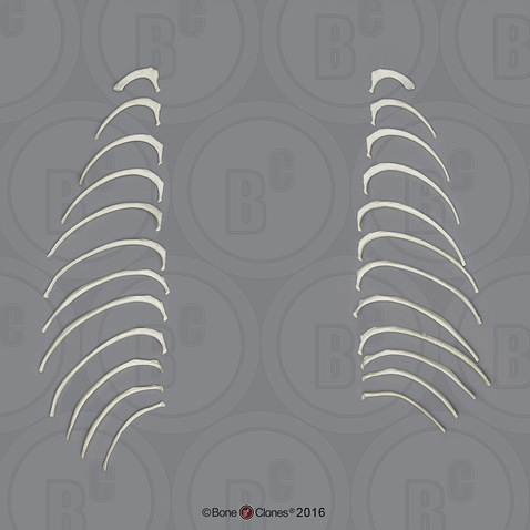 Mandrill Baboon Ribs, Set of 24 (left and right)