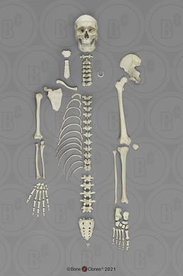 Human Male European Half Skeleton