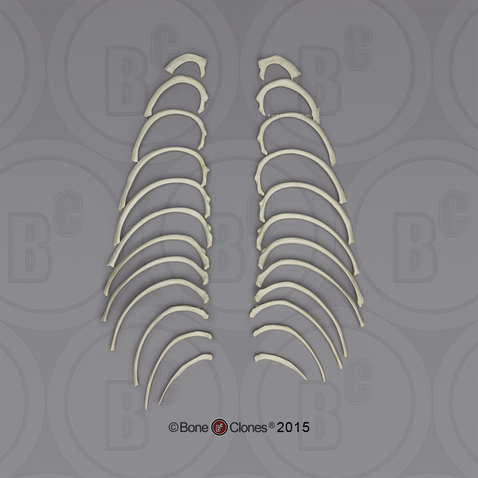 Human Male European Ribs, Set of 24 (left and right)