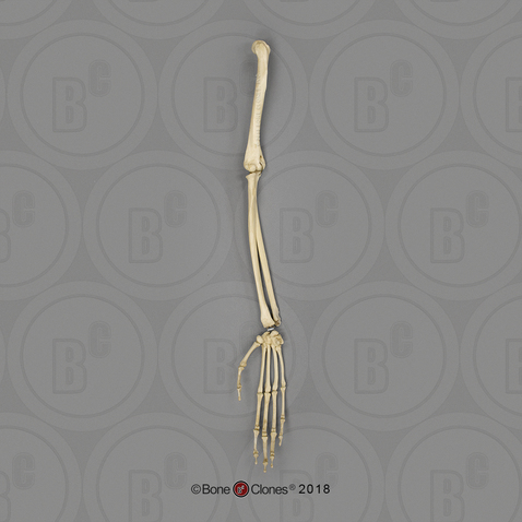 Indri Lemur Arm, Articulated w/ Articulated Rigid Hand (no Scapula)