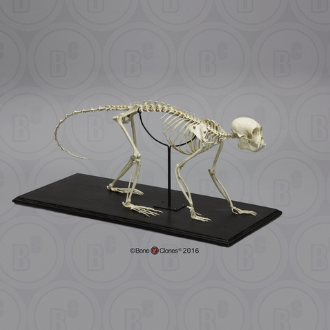 Weeping Capuchin Monkey Skeleton, Articulated