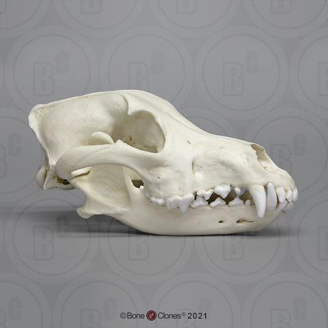 Mexican Wolf Skull