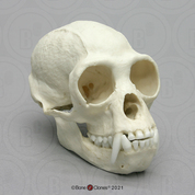 White-Handed Gibbon Skull