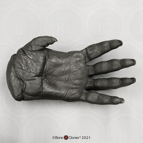 Orangutan Hand, male, left (Life Cast)